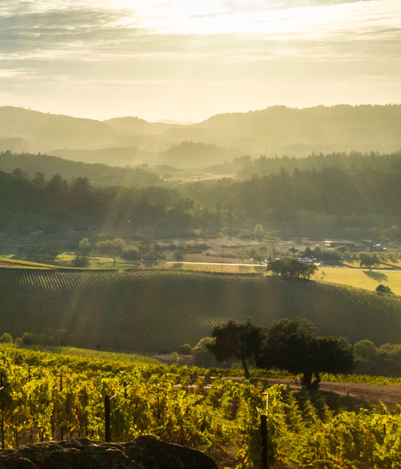 Sun streams through the clouds to illuminate the vineyards and valley below